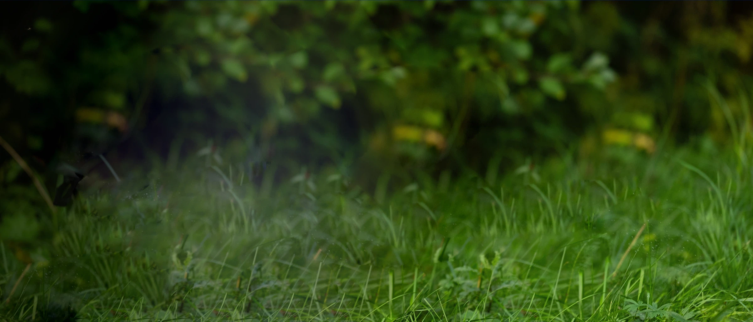 Pest control background