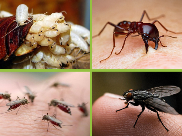 Những con côn trùng gây hại thường có trong nhà