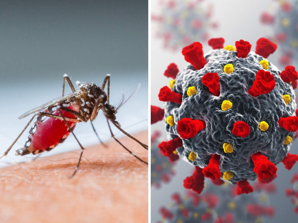 Tìm hiểu về bệnh sốt xuất huyết gây nguy hiểm tính mạng hàng năm