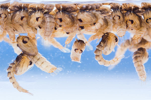 Tìm hiểu về ấu trùng muỗi - Bọ gậy