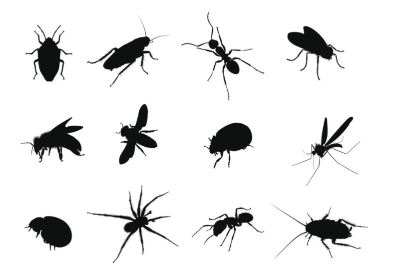 Tầm quan trọng của kiểm soát côn trùng dịch hại đối với chất lượng cuộc sống