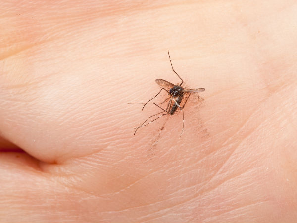 Câu hỏi thường gặp về muỗi và dịch vụ diệt muỗi