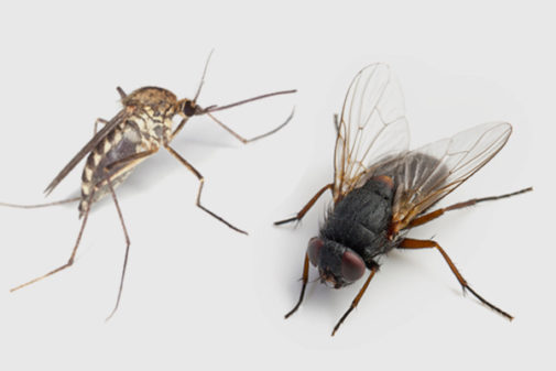 Cảnh giác khi nhà ở xuất hiện những loài côn trùng nguy hại