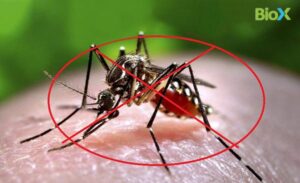 Bảng báo giá dịch vụ phun thuốc diệt muỗi của Biox