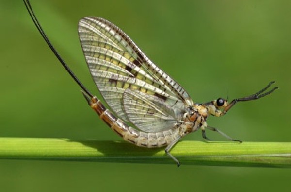 Tìm hiểu về những loài côn trùng có tuổi thọ ngắn