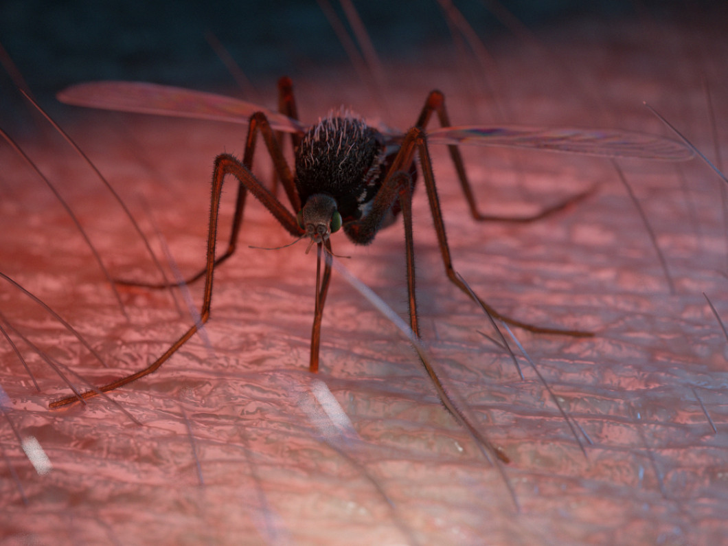 Những căn bệnh nguy hiểm lây truyền bởi muỗi đến sức khỏe con người